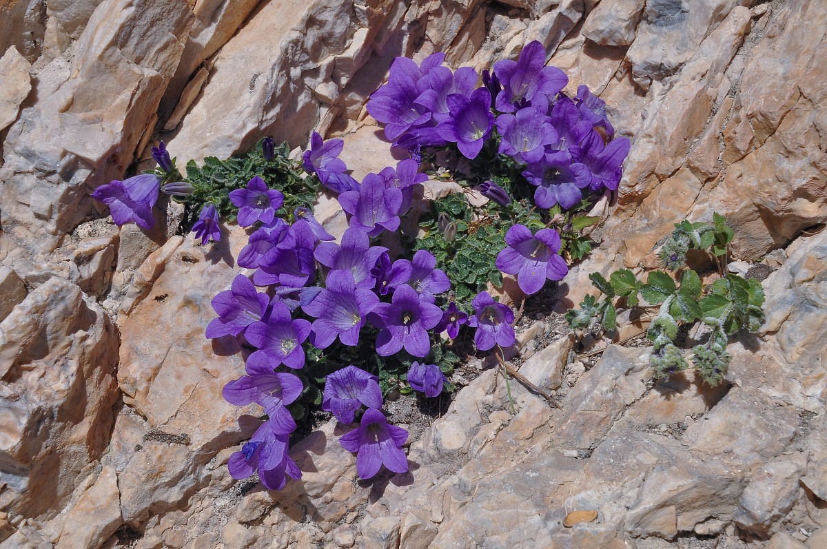 Campanula Morettiana